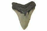 Serrated, Fossil Megalodon Tooth - North Carolina #245885-2